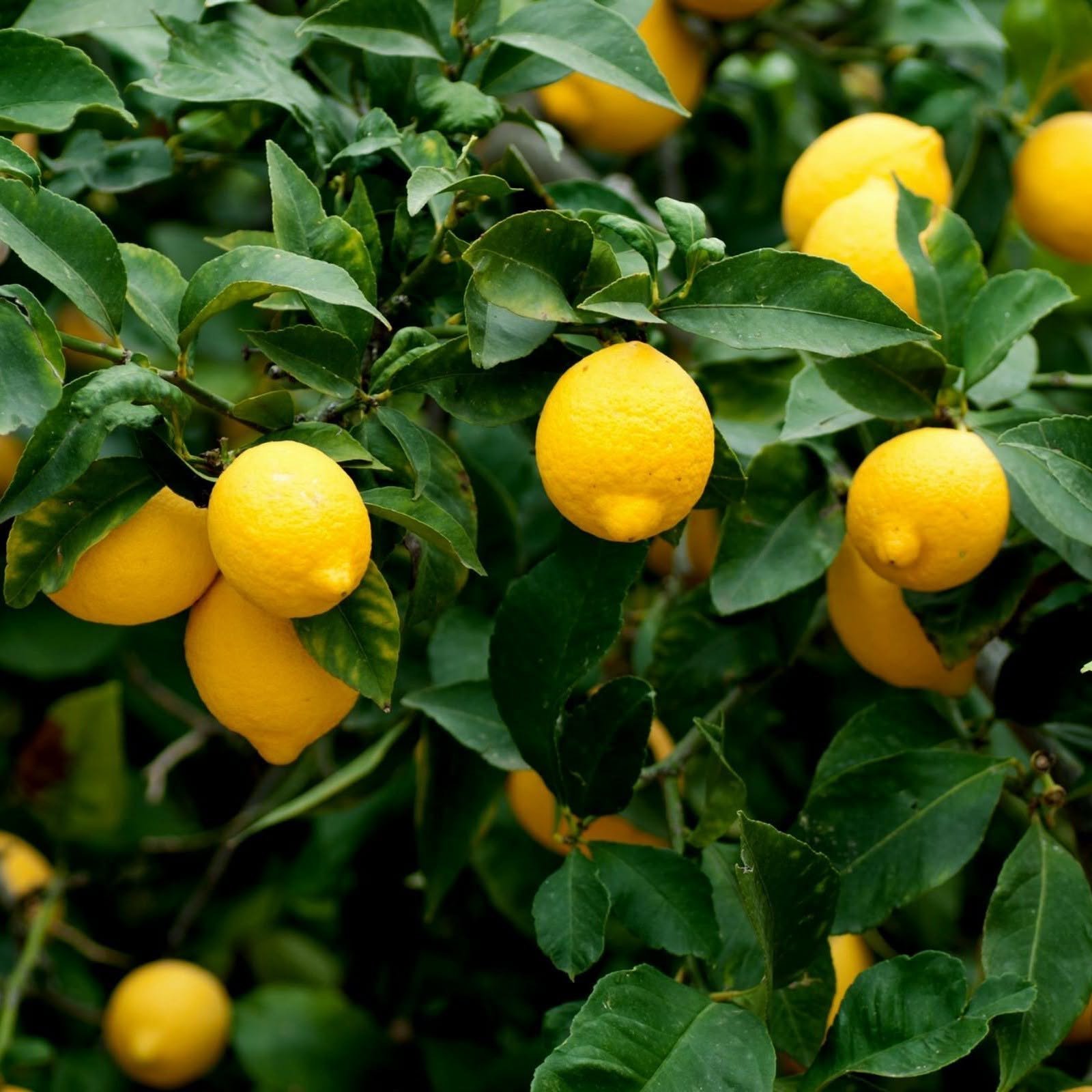 Limonero